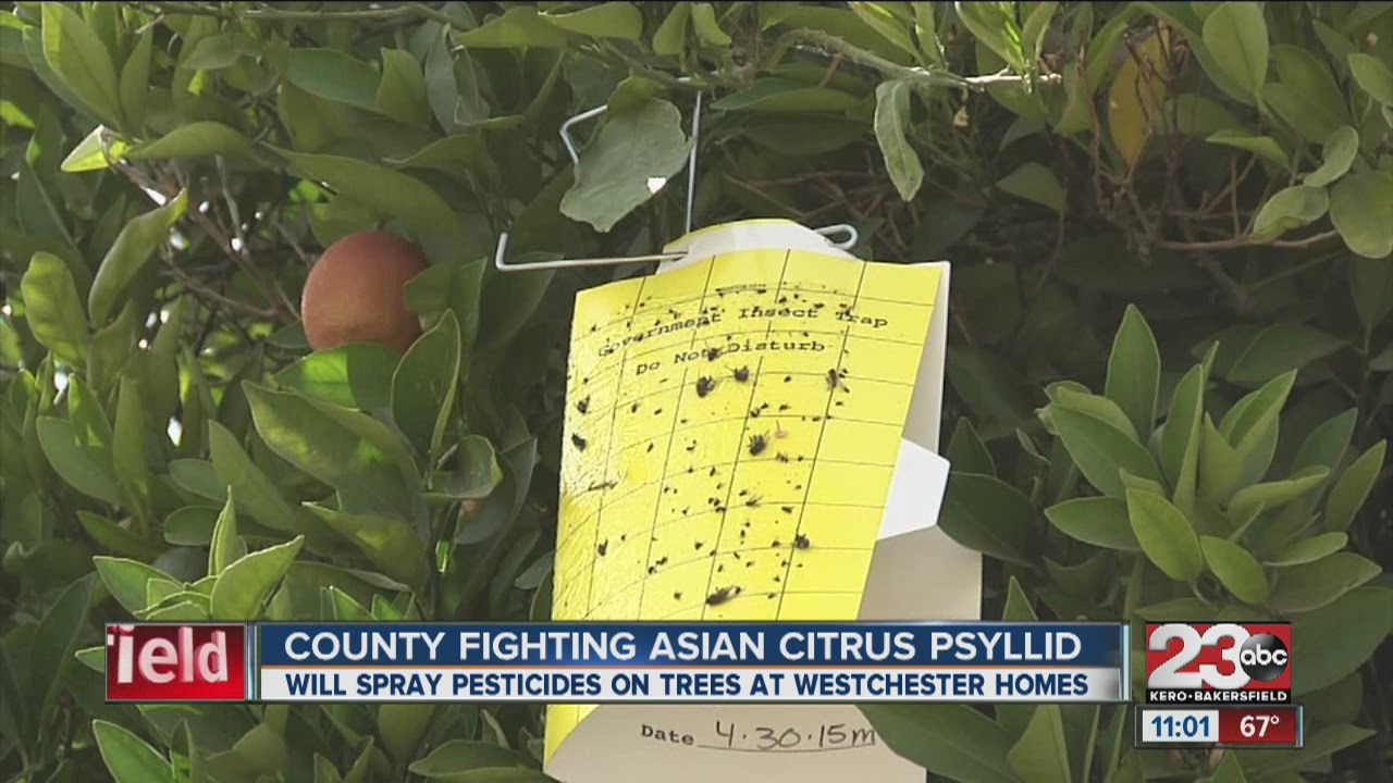 County to begin spraying pesticide in Westchester for Asian Citrus Psyllid