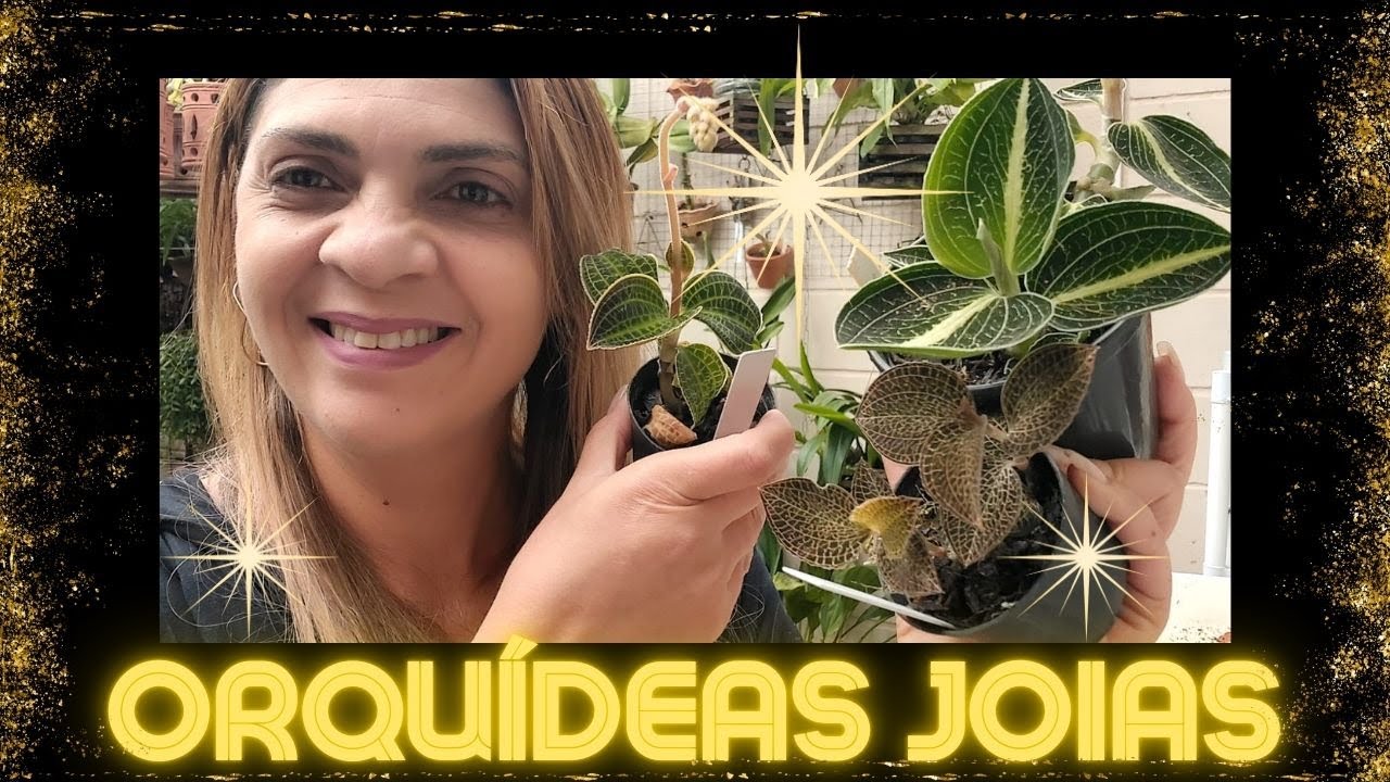 As Incríveis Orquídeas Joias - Você já conhece? - Jewel Orchids