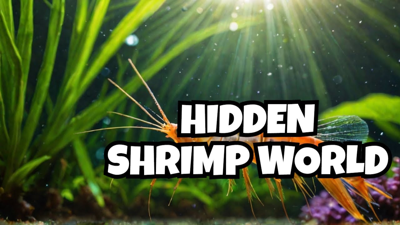 Inside the hidden world of the shrimp room Ep17