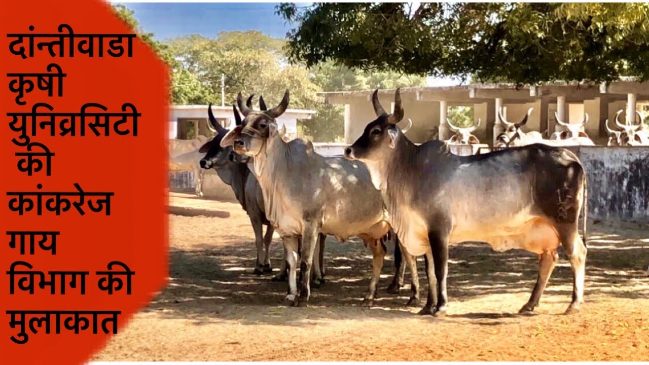 DEPARTMENT OF KANKREJ COW RESEARCH DANTIWADA SARDARKRUSHINAGAR AGRICULTURE UNIVERSITY GUJARAT