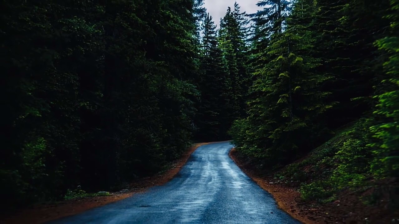 Forest Road Stock Footage ( No Copyright )