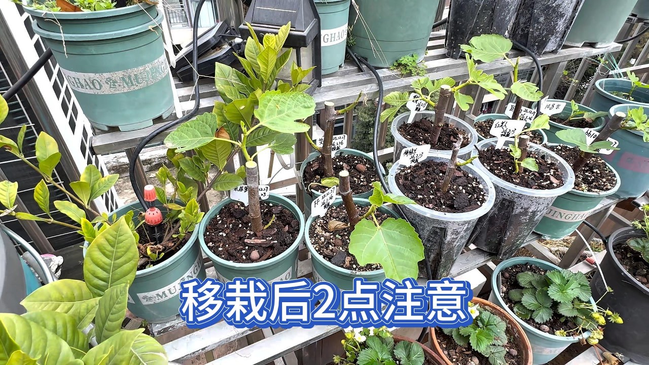 无花果枝条扦插成活后，移栽后2点注意 #盆栽无花果 #无花果枝条扦插 #无花果盆栽 #无花果种植 #楼顶果树