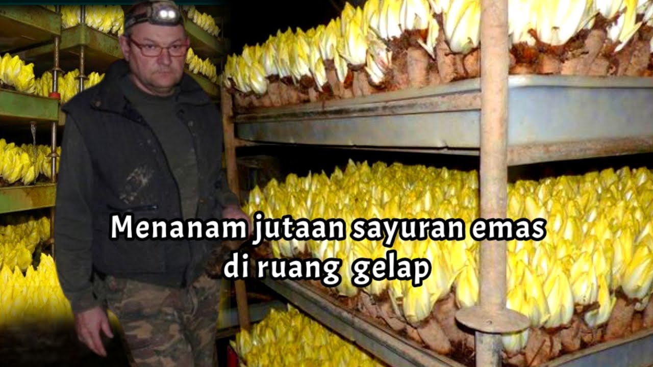 Cara petani menanam jutaan sayuran emas di ruang gelap - budidaya dan pemanenan belgian endive