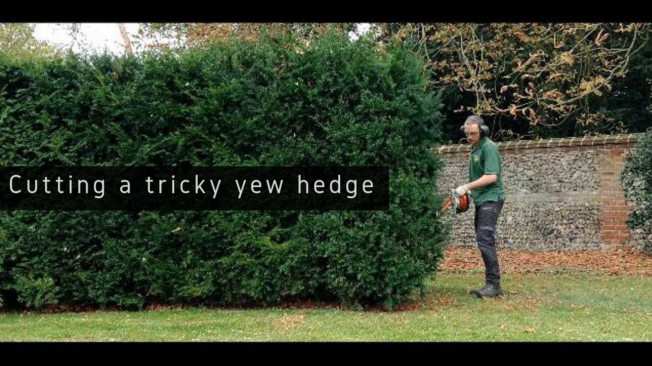 Tips & Tricks For Perfect Cutting A Curving Yew Hedge