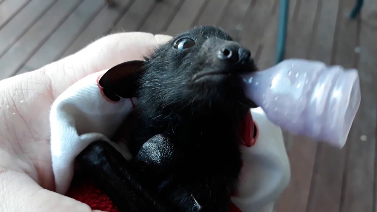 Batty Answers With James The Black Flying Fox Bat. Part 1