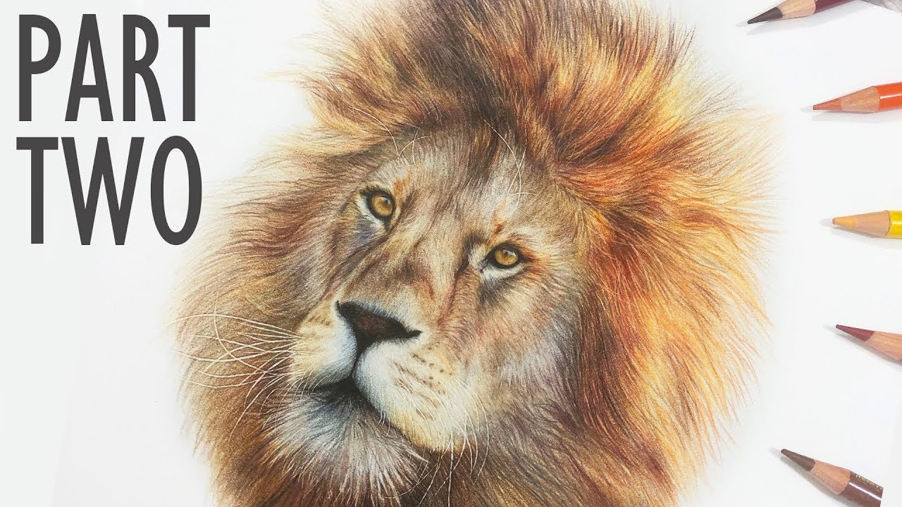 REAL TIME How To Draw a LION with COLORED PENCIL | Part 2