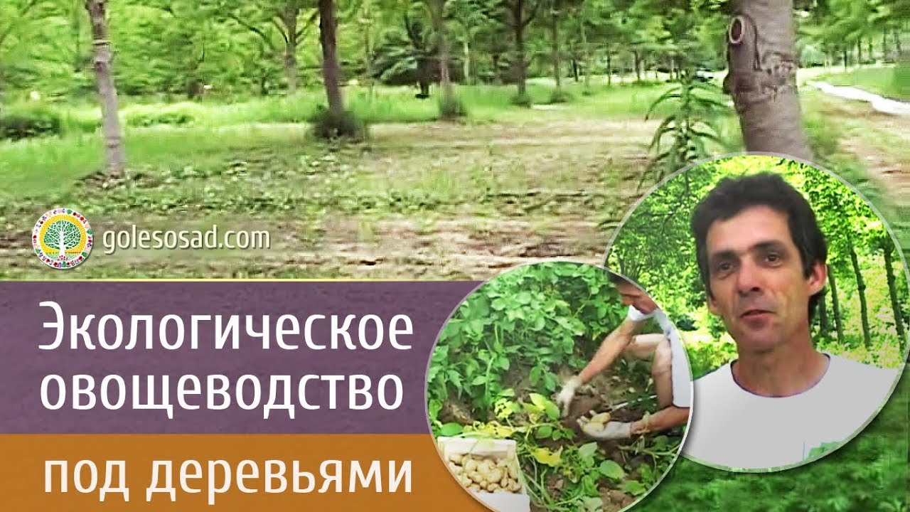 ЭКОЛОГИЧЕСКОЕ ОВОЩЕВОДСТВО ПОД ДЕРЕВЬЯМИ