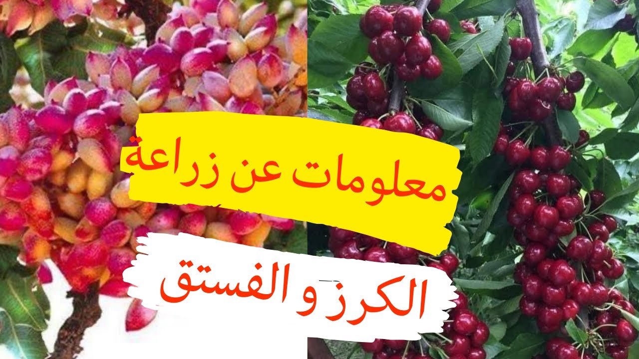 زراعة الكرز و زراعة الفستق معلومات هامة