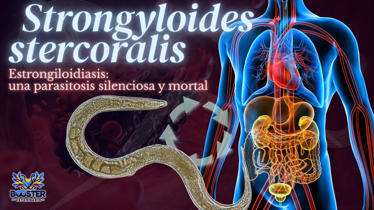 Estrongiloidiasis, una parasitosis silenciosa y potencialmente mortal - Strongyloides stercoralis.