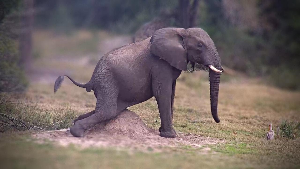 An Elephant Scratching Mound
