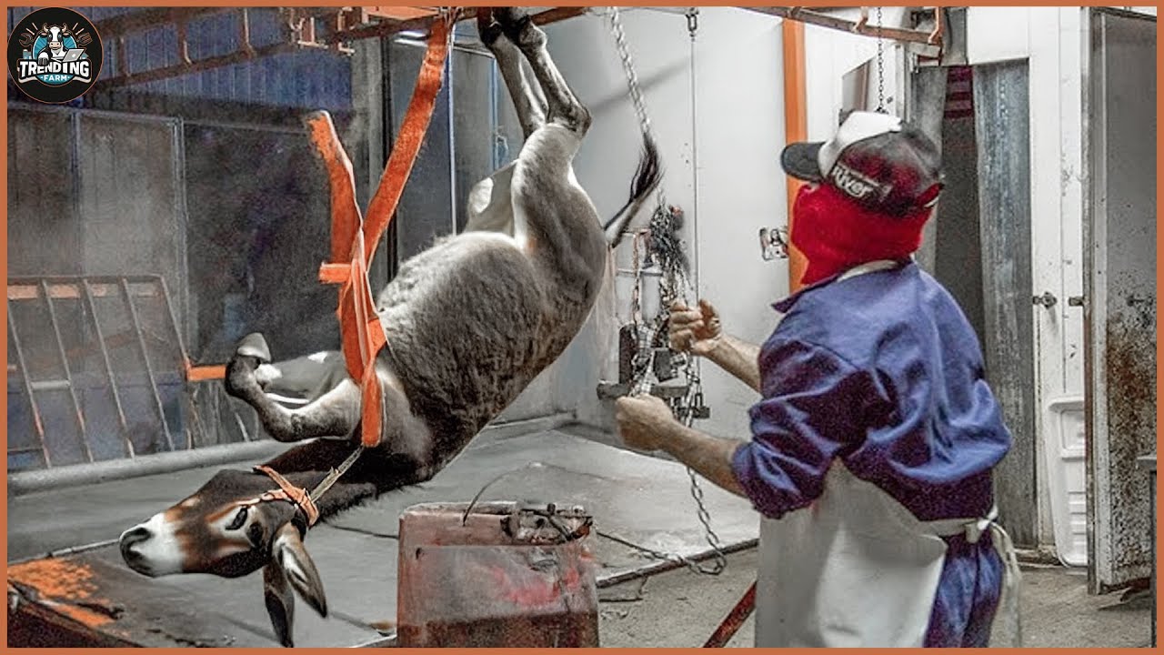How Millions Of Donkeys Are Processed In Factories ? - Donkey Meat Processing | Farming Documentary