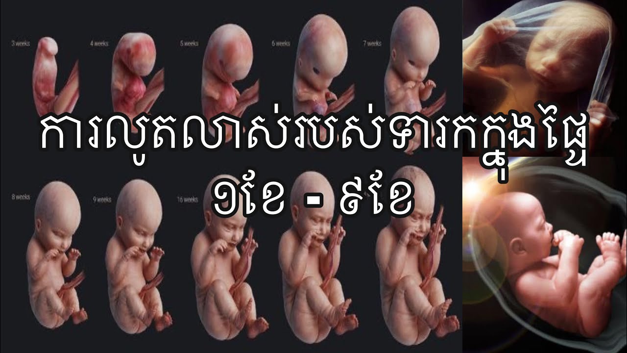 ការលូតលាស់របស់ទារកក្នុងផ្ទៃ | Baby development