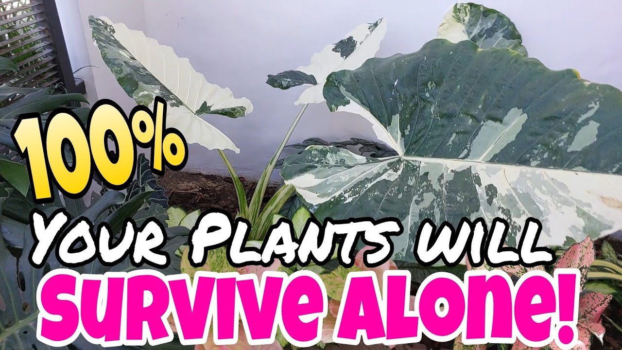 OFW'S Great Gardening Idea..100% Your Plants will Survive! Watch this! So Effective!#garden