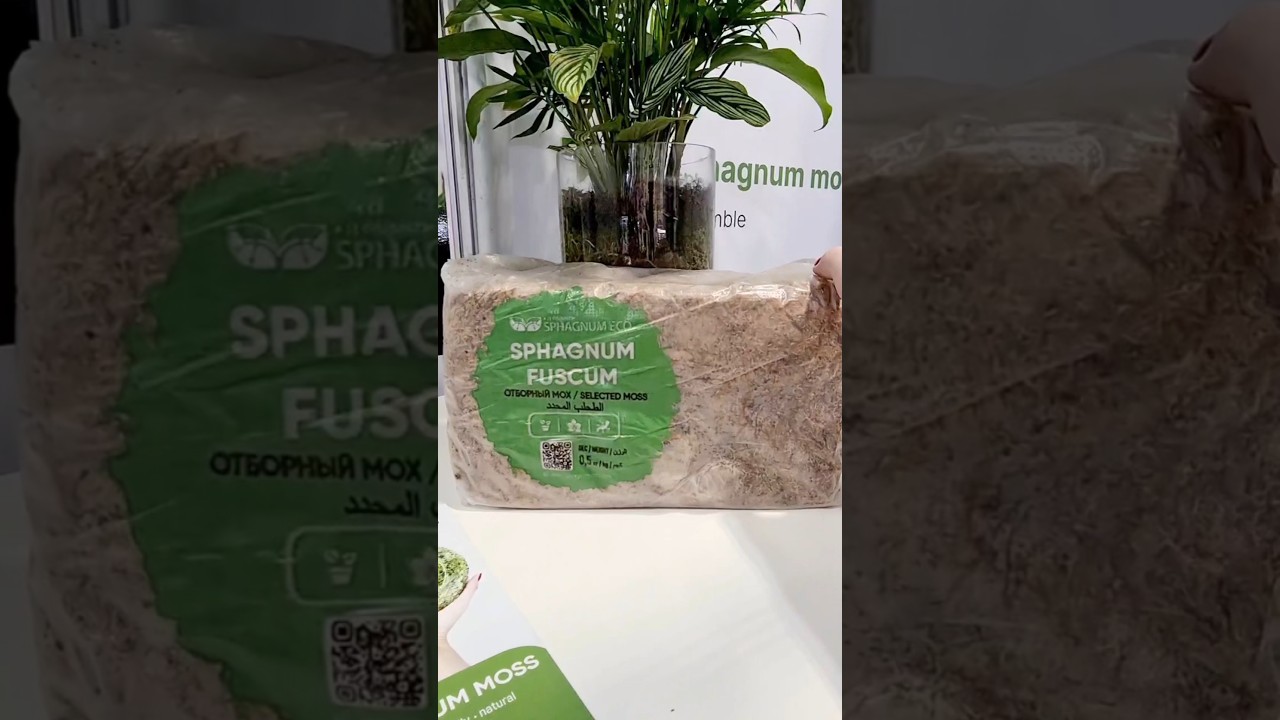 Идеальная корневая система в сфагнум фускум  #sphagnum_eco #сфагнумфускум #plants #растения #flowers