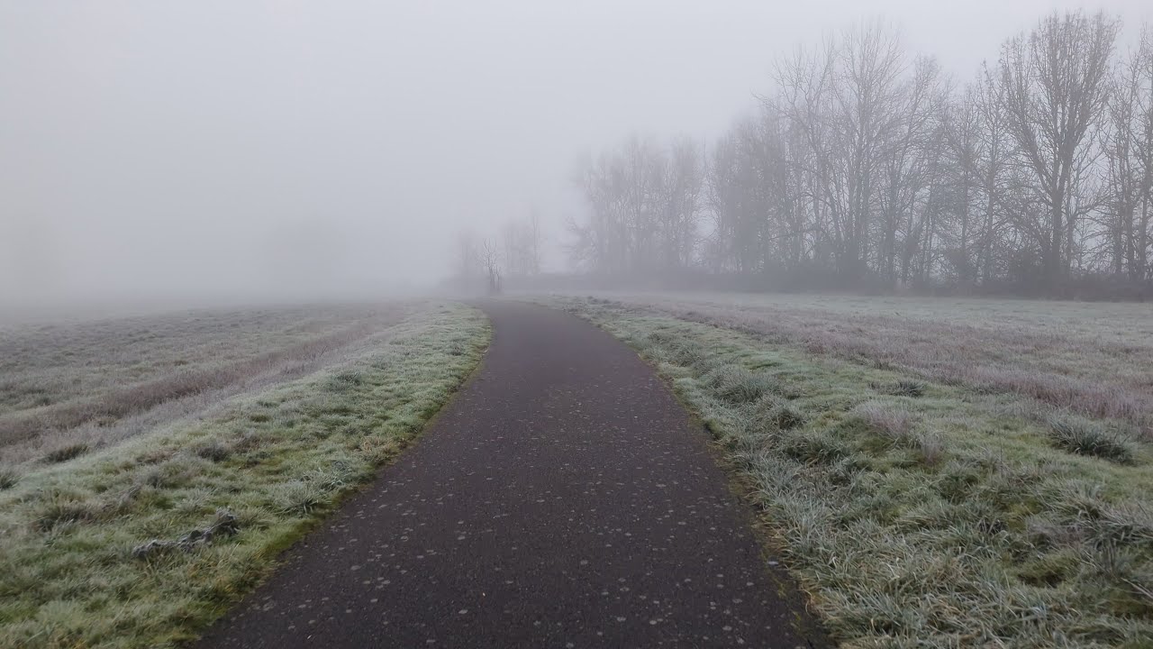 Quiet Morning Solo Walk Through Fog and Forest Paths