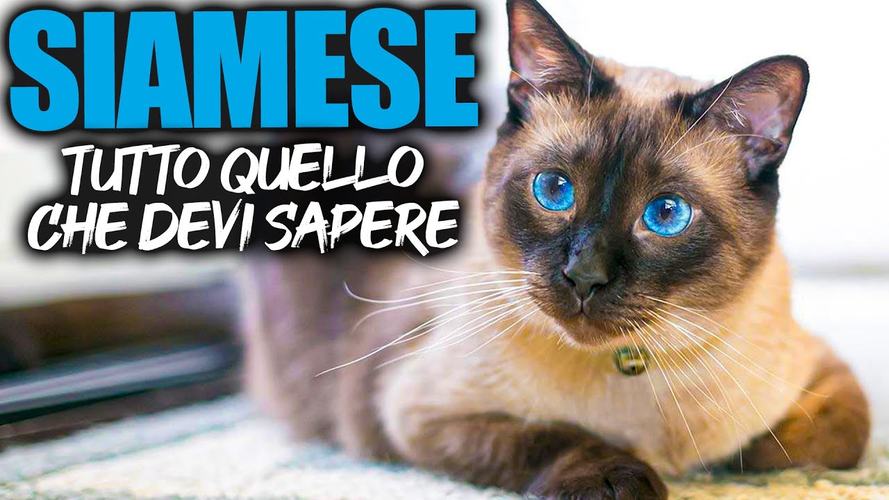 I GATTI SIAMESI : ELEGANZA E MISTERO IN UNICO FELINO - SWEET PAW