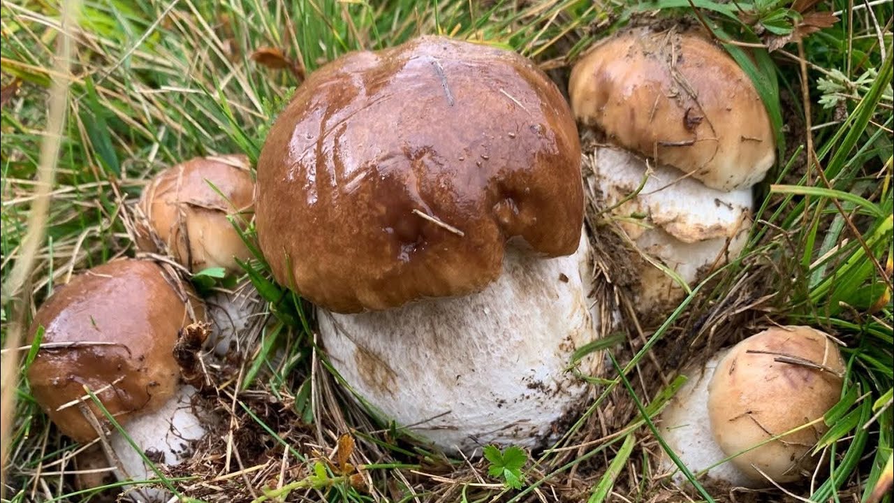 FUNGHI PORCINI | DIO, che mucchio di funghi!
