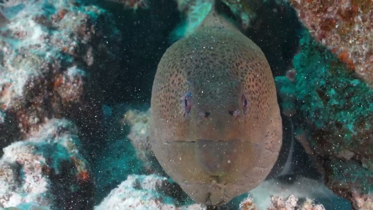 Best Of deep south Diving Safari Sudan boarder