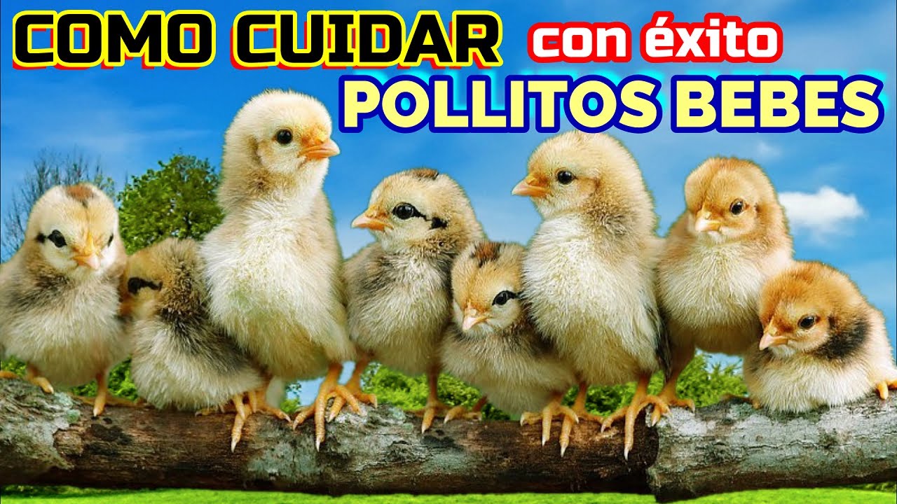 ▶ C&oacute;mo CUIDAR / CRIAR 🐤 POLLITOS en casa 🏡 | &Eacute;xito 💪 en los primeros d&iacute;as de crianza