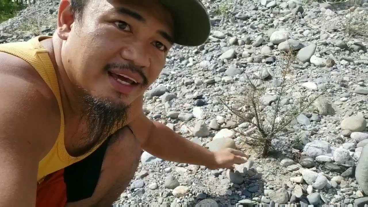 Hunting agoho for bonsai,. "NATURAL"