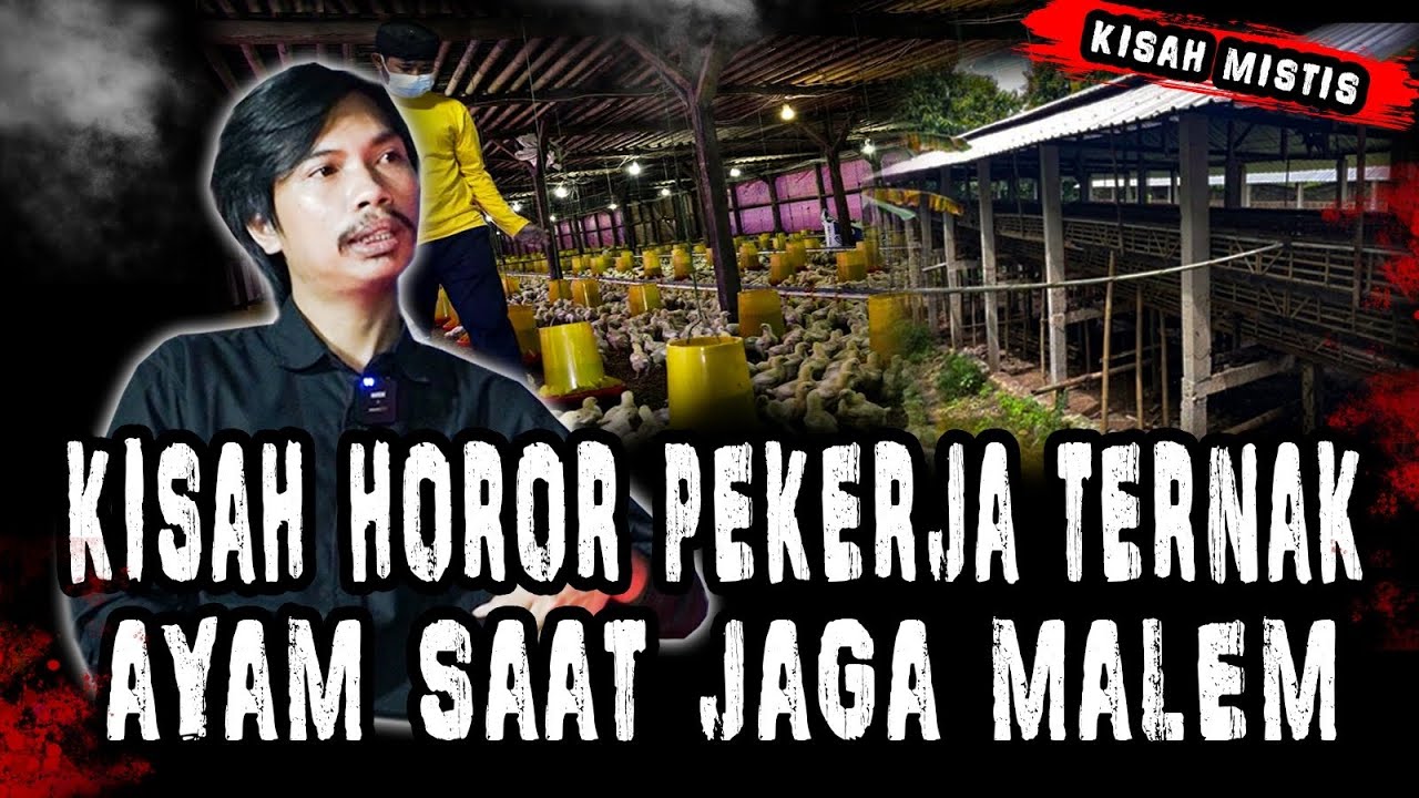 GILA SEREM BANGET!! PEKERJA TERNAK AYAM SAAT TUGAS MALEM!!