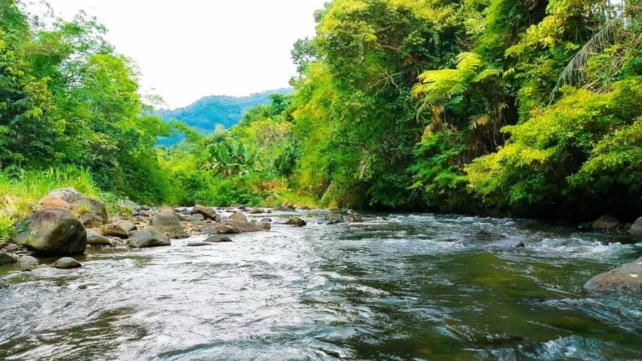Peaceful River Sounds in the Forest 🍃 Sleep White Noise