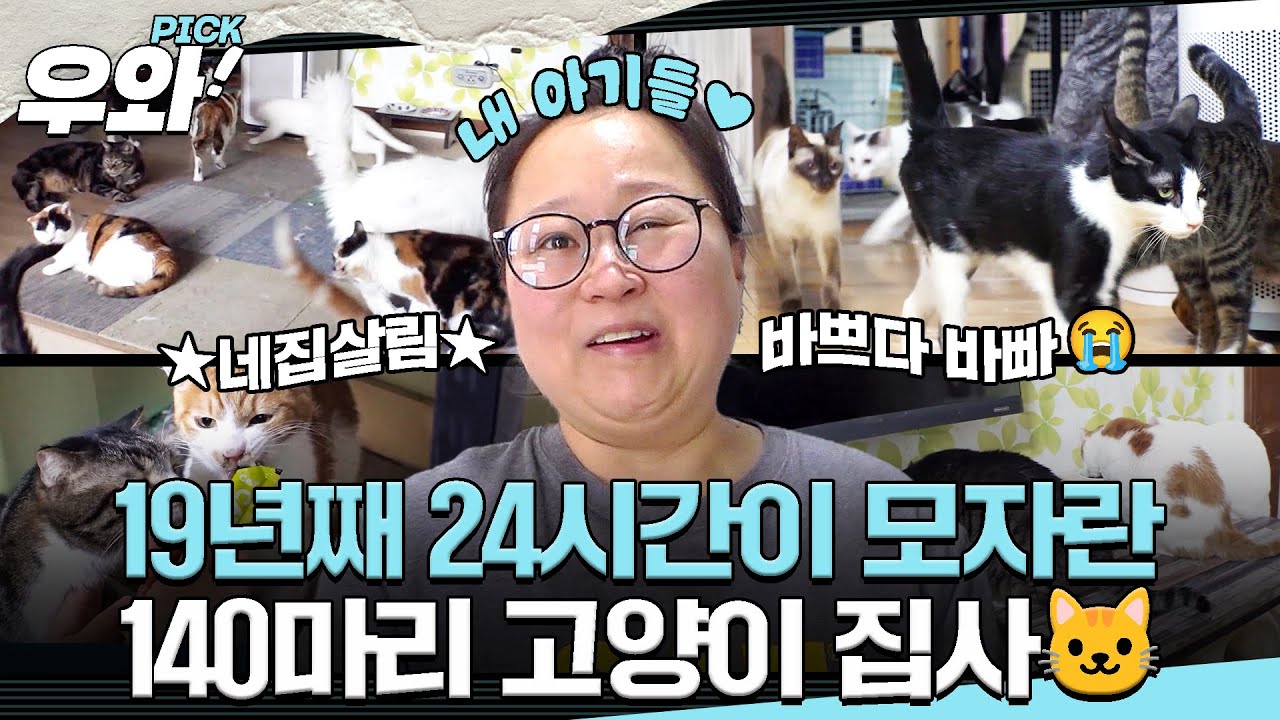 [⭐‍️#우와픽] 어디까지 늘어나는 고양?🐱 네집살림 140마리 고양이 집사💦 #순간포착세상에이런일이 #우와한비디오 #우와픽