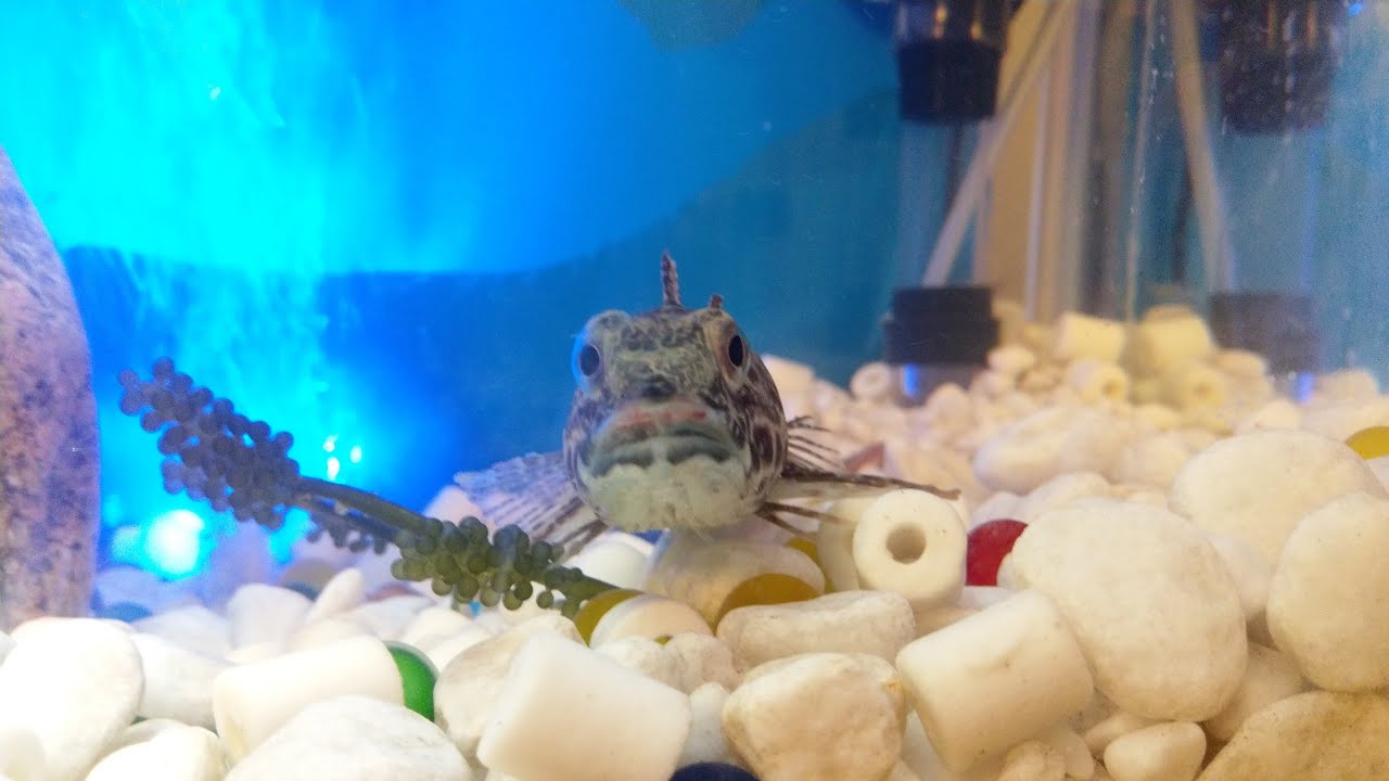 アナハゼ飼育　餌やりするも&hellip;