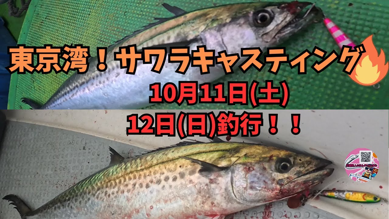 東京湾サワラキャスティング☆10月11日(土)、12日(日)釣行！！