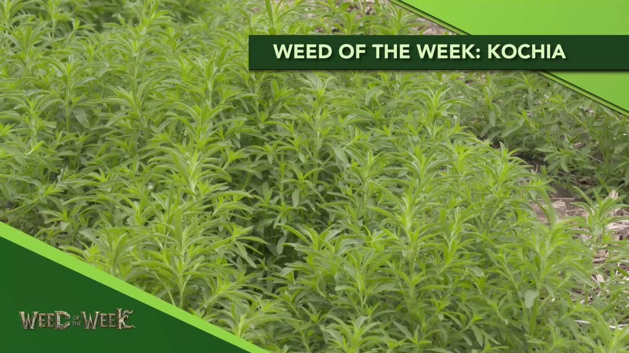Weed of the Week: Kochia #1141 (Air Date 2-16-20)