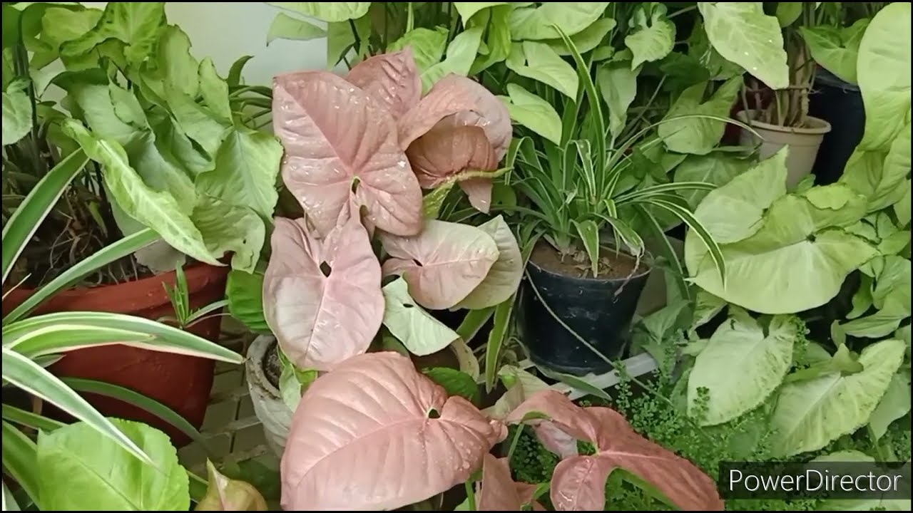 Pink Syngonium problem of leaves turning green & not opening