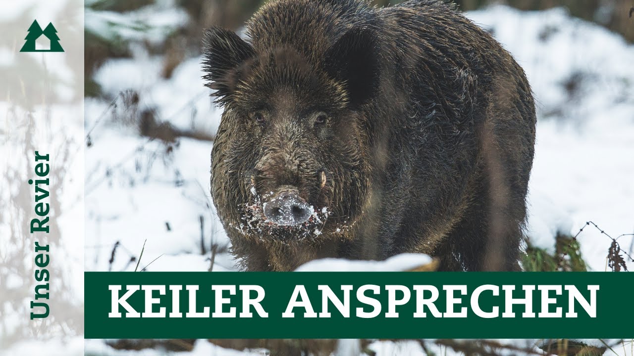 Reife Keiler: So sprecht ihr kapitale Bassen richtig an!