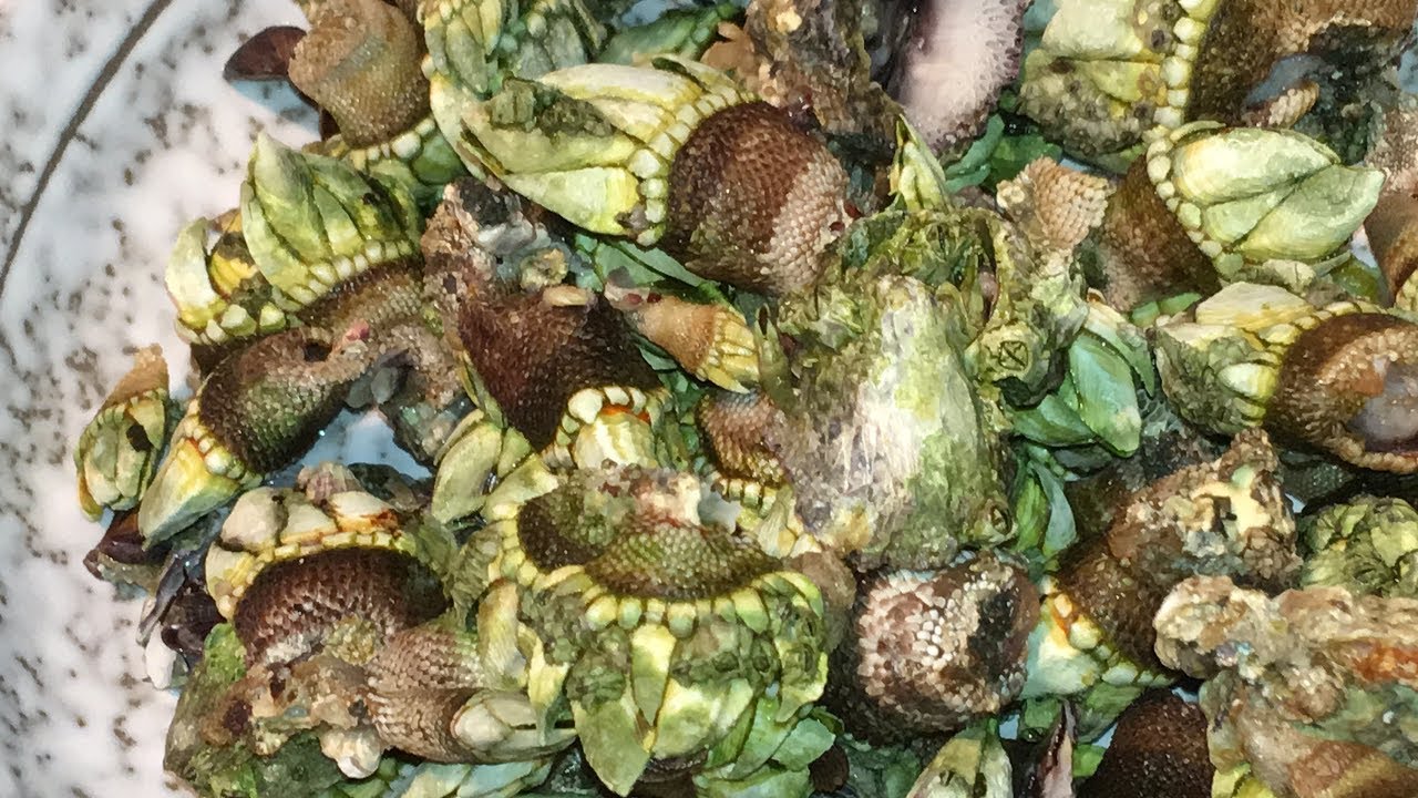 「カメノテ」さばき方・食べ方