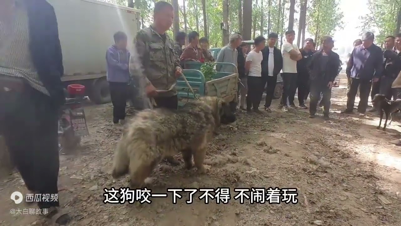 一百多斤猛犬拉到狗市，不料突然发疯冲向人群撕咬，这下惹大事了