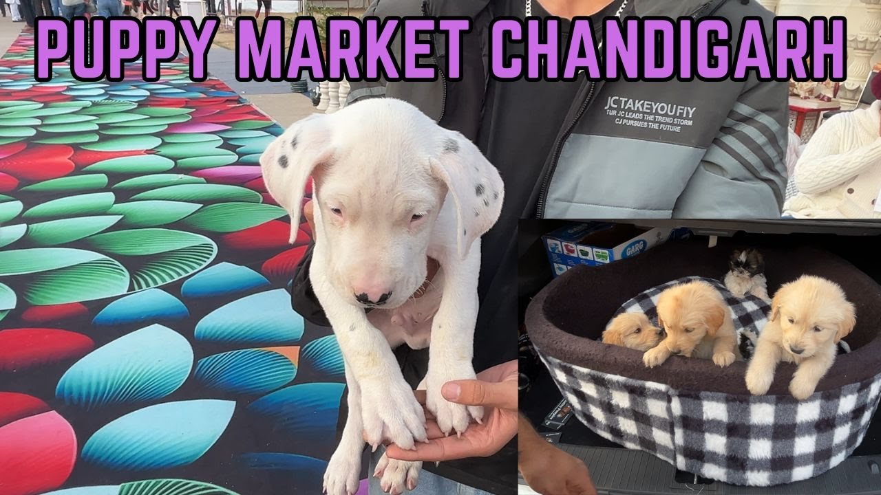 CHANDIGARH WHOLESALE PUPPY MARKET 2024 | INDIA'S BEST DOG MARKET