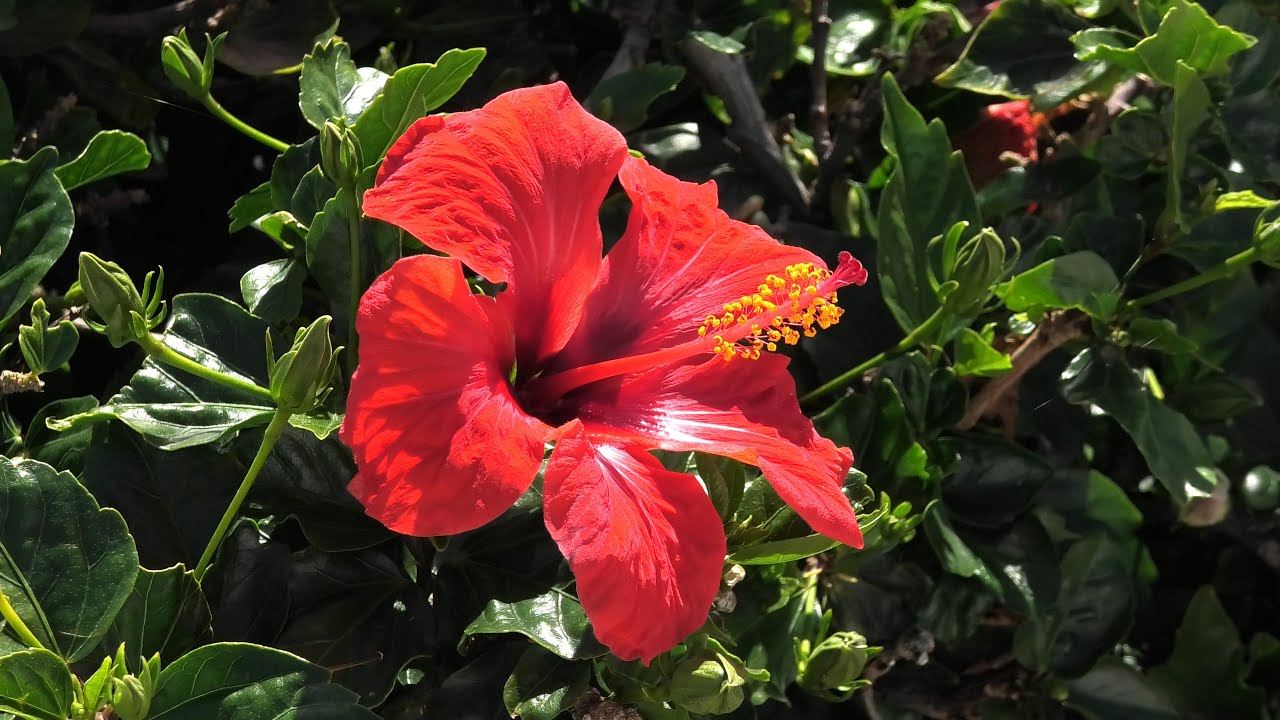 Botanikus kertek Tenerif&eacute;n  -  Botanical Gardens in Tenerife  -  Jardines bot&aacute;nicos en Tenerife   4K