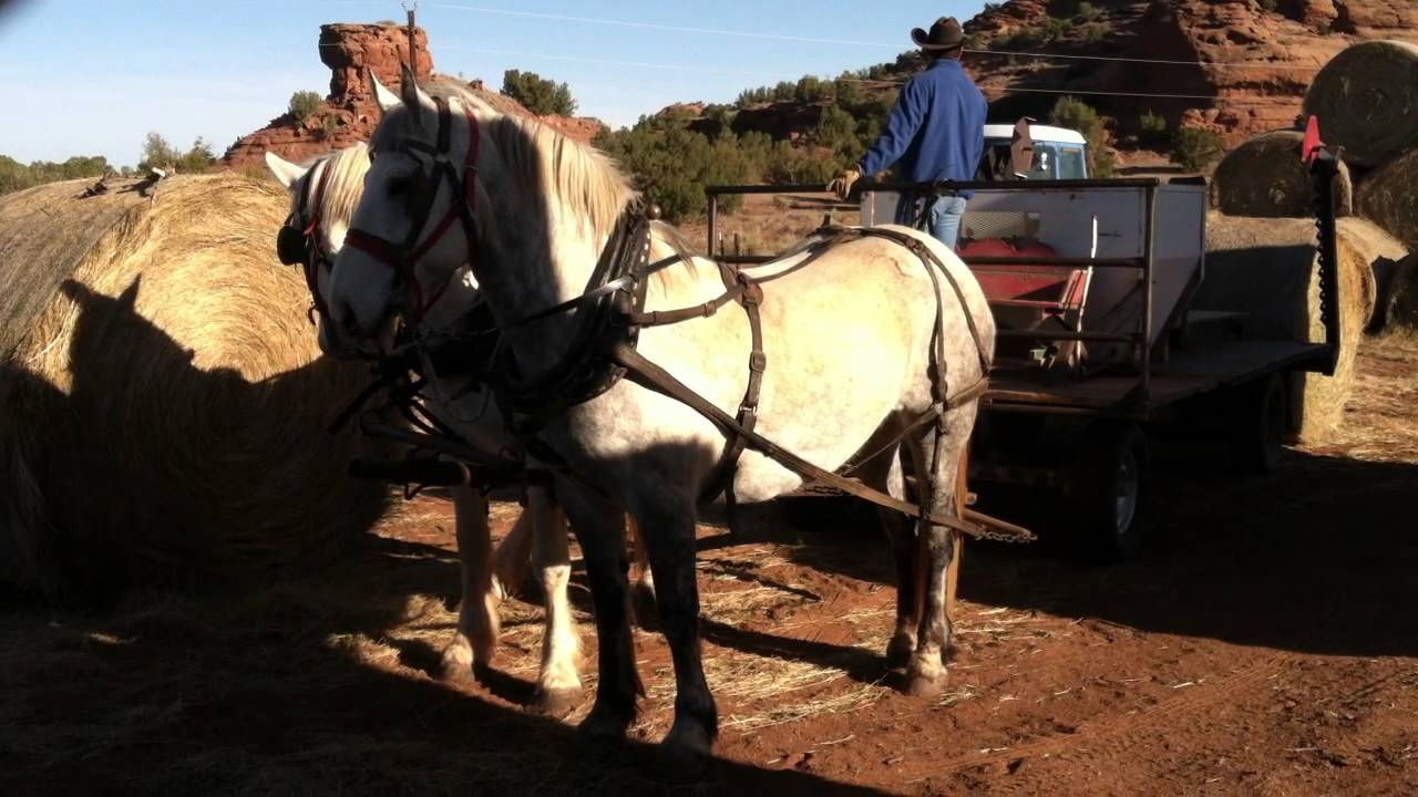Loading big round bales with a draft team at Beatty Canyon Ranch