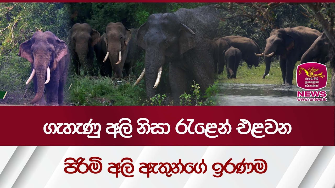 ගැහැණු අලි නිසා රැළෙන් එළවන පිරිමි අලි ඇතුන්ගේ ඉරණම - Discover Sri Lanka| Rupavahini News