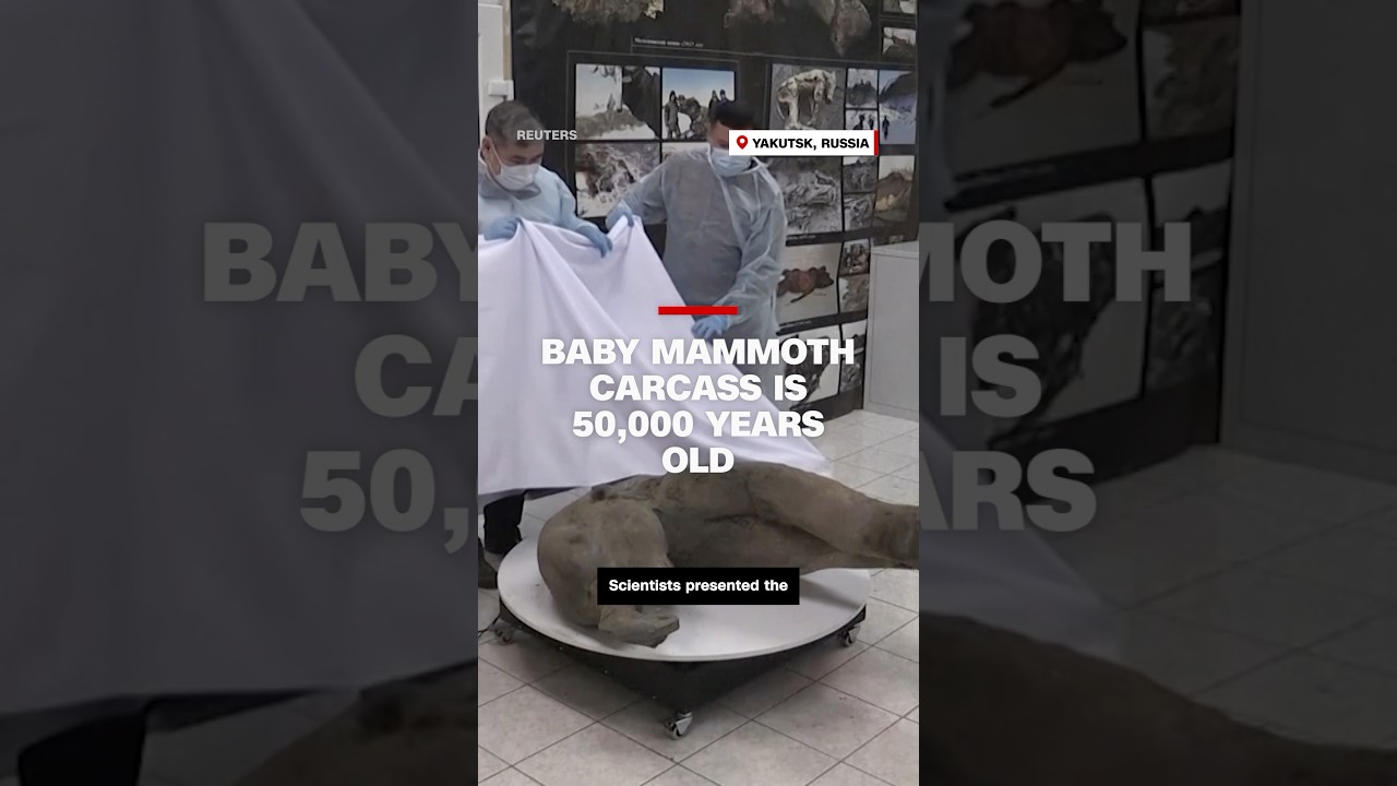 Baby mammoth carcass is 50,000 years old
