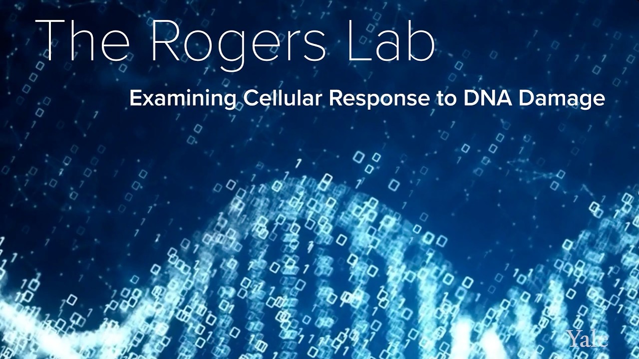 Cellular Damage, Repair & Apoptosis - The Rogers Lab at Yale School of Medicine