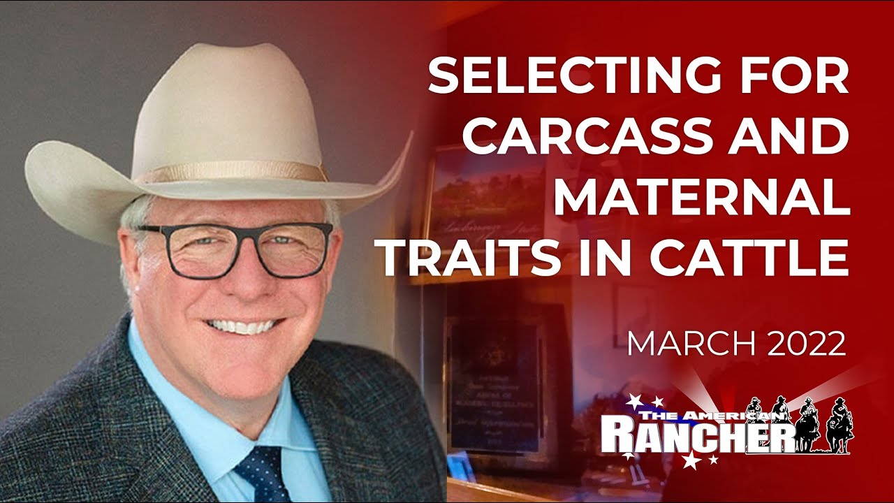 Отбор по материнским и тушечным качествам у мясного скота | The American Rancher