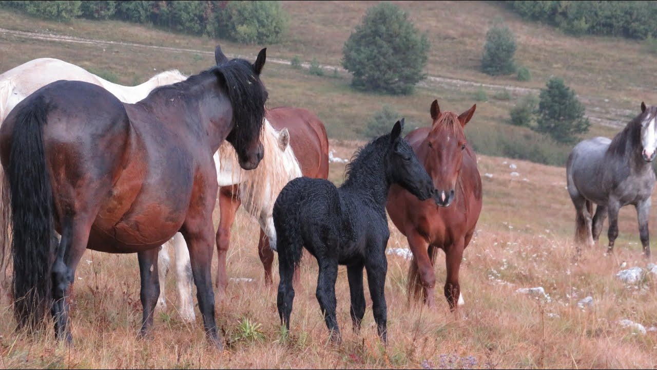 Auf den Spuren der Wildpferde in Livno🥰😎🥰😎On the trail of wild horses in Livno🥰😎