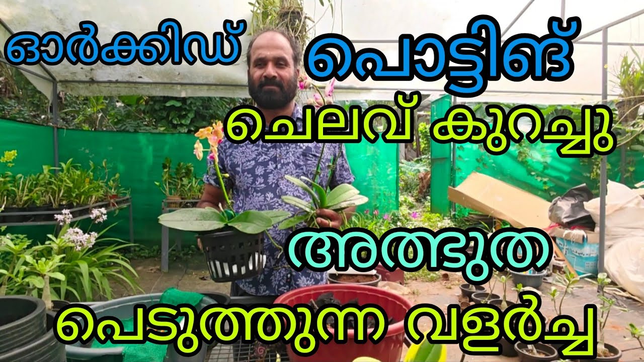 🪴 Budget Mix for Phalaenopsis Orchids|Rc garden|9846090759|