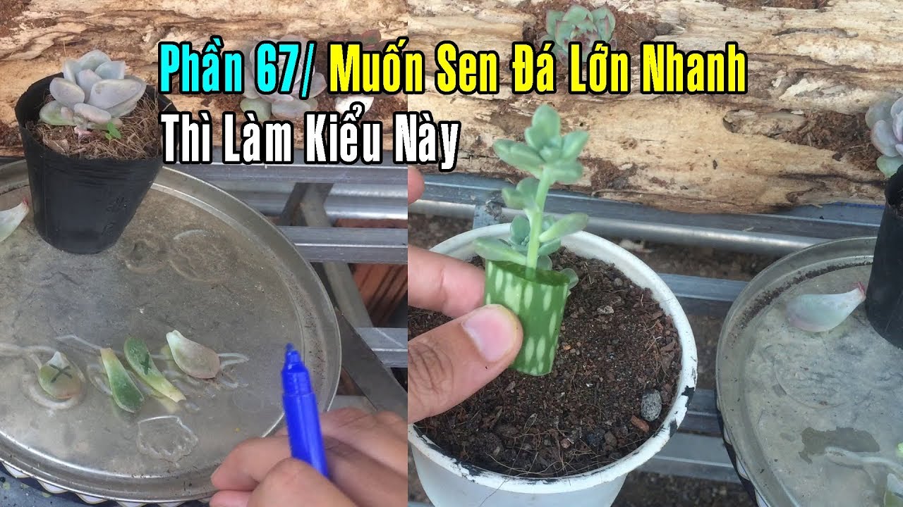 Phần 67: Kích Rễ Sen Đá Nhanh Nhất Mà Ai Cũng Làm Được