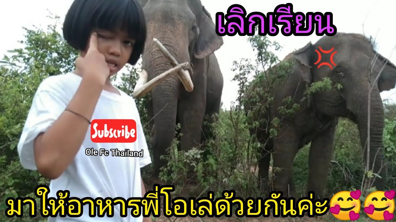 เลิกเรียนแล้ว ปูเป้ก็เอาอาหารมาให้พี่โอเล่ อยู่ในป่า มาให้อาหารพี่โอเล่ด้วยกันค่ะ