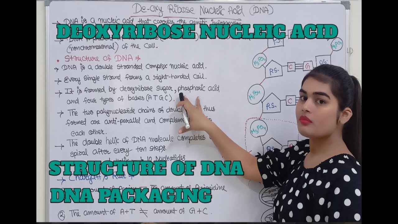 Deoxyribose Nucleic Acid (DNA)/ Structure of DNA/ Chargaff's Rule/ DNA Packaging/ DNA synthesis.