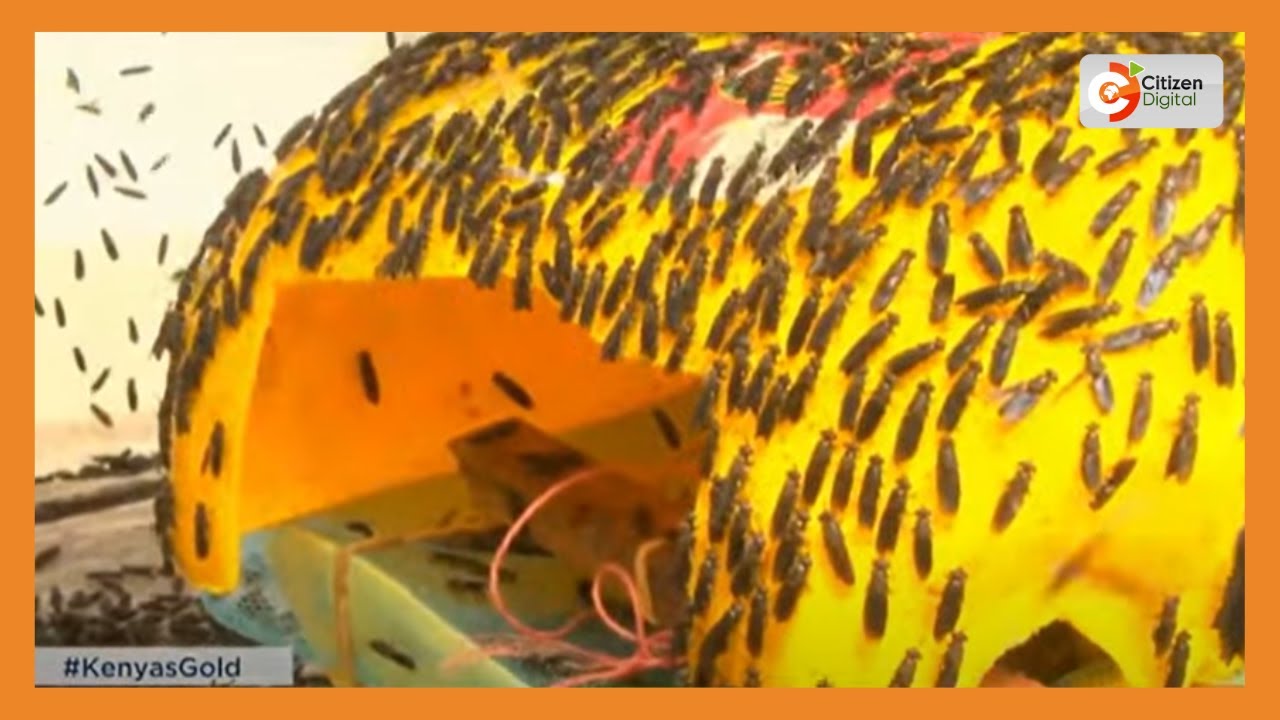 | KENYA'S GOLD | Black Soldier Fly Farming [Part 1]