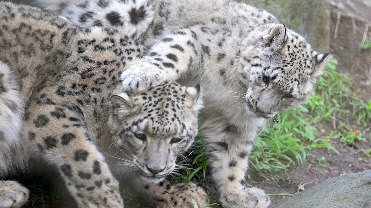 Enjoy a sneak peak of our upcoming Snow Leopard Exhibit!