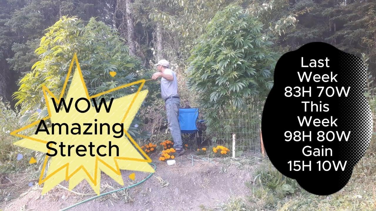 15 inches in a week - Bubba Kush run - outdoor 2025 - We are stretching  - Wk15 day 105  S1 - E17
