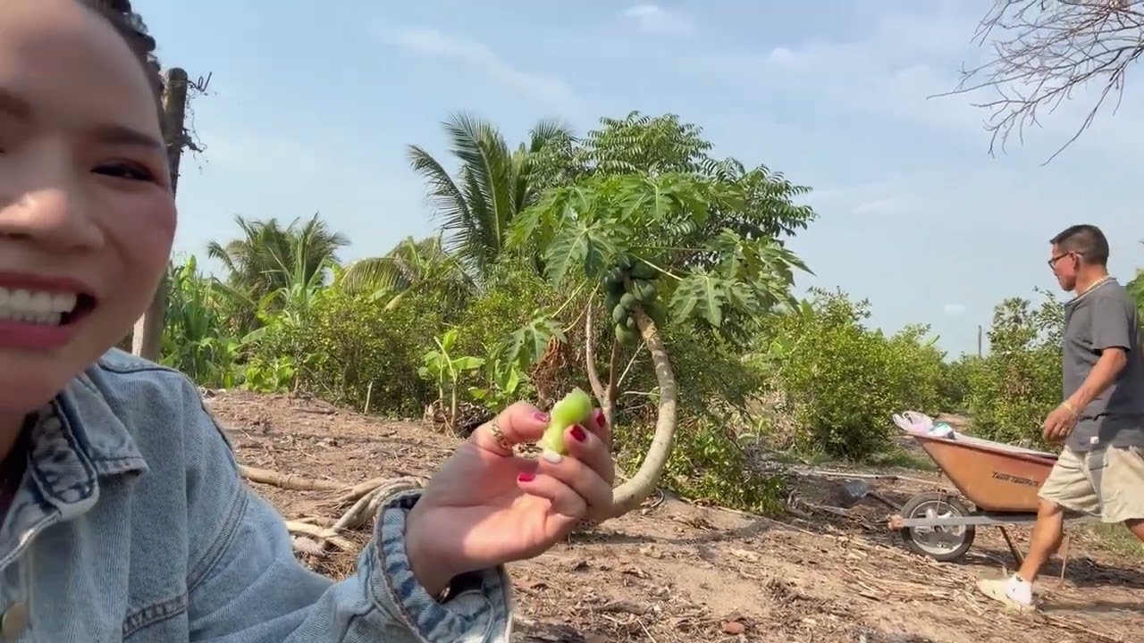 Em Nga Đi Vietnam Và Sale Mận Indo, Red & Green, Dark Dragon, Và Cắt Loại Ổi Ngon